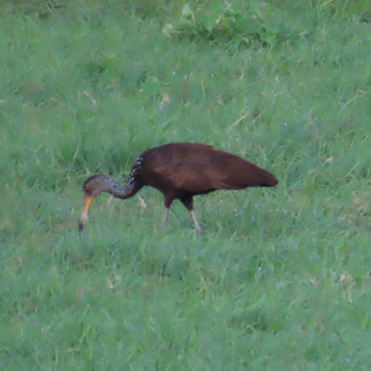 Limpkin (Brown-backed) - ML635800831