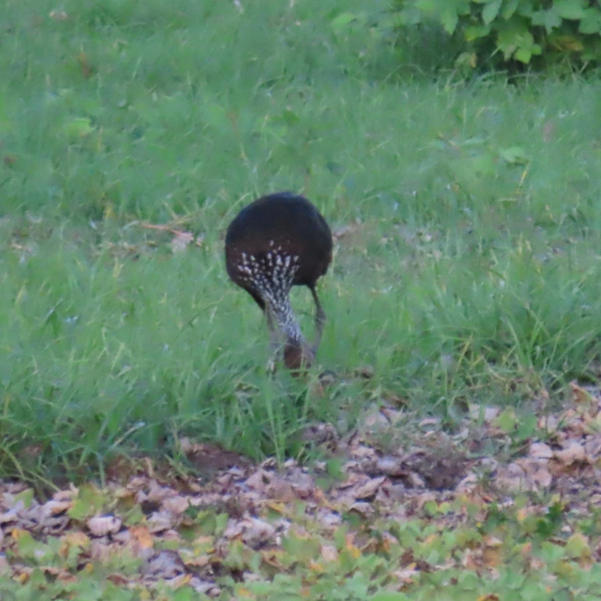 Limpkin (Brown-backed) - ML635800832