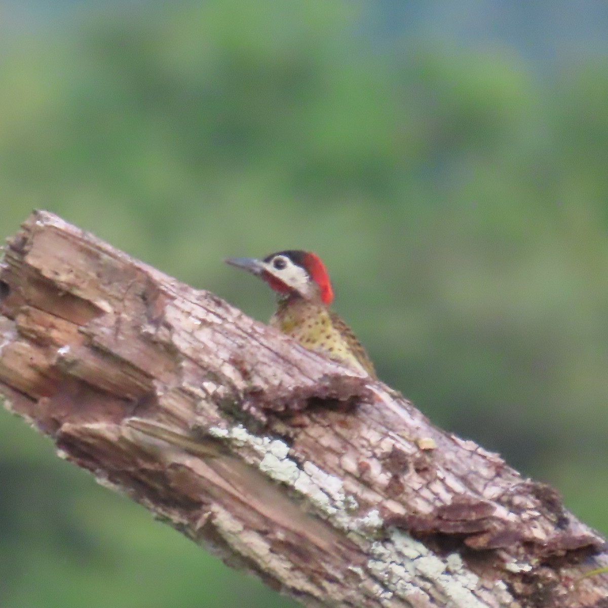 Spot-breasted Woodpecker - ML635800843