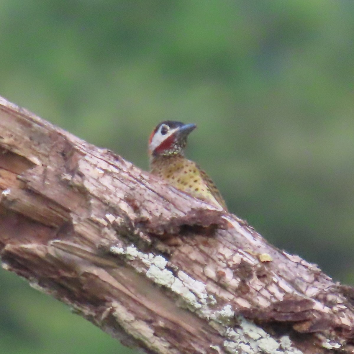 Spot-breasted Woodpecker - ML635800844