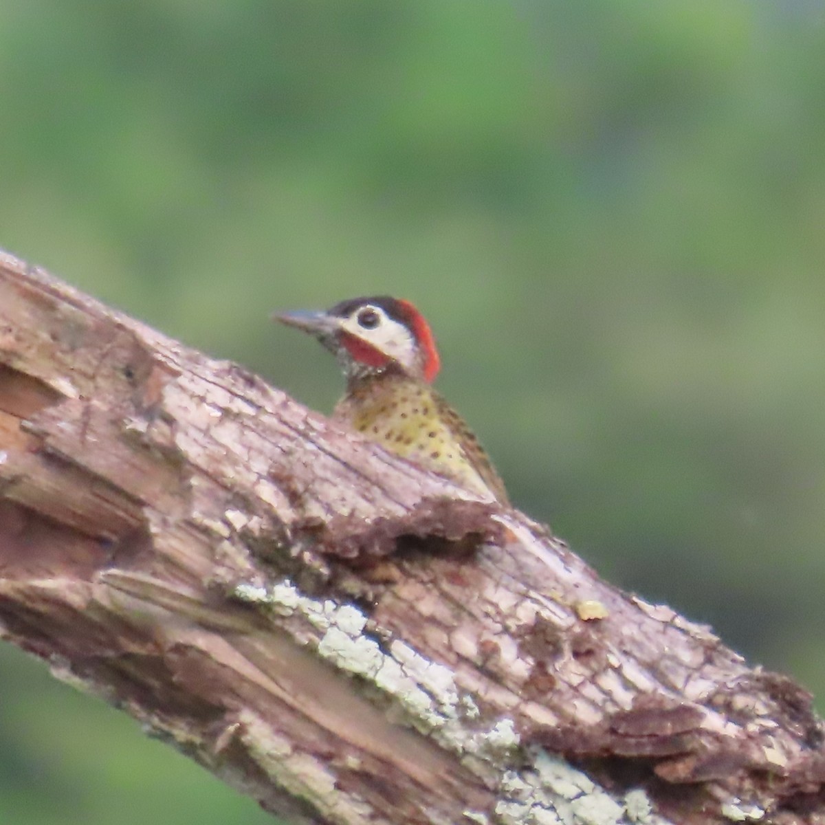 Spot-breasted Woodpecker - ML635800845