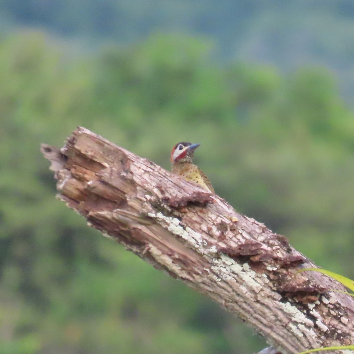 Spot-breasted Woodpecker - ML635800846