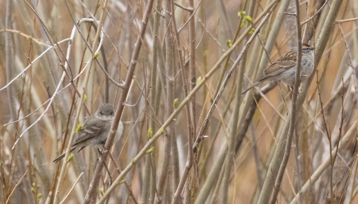 Empidonax sp. - ML635800848