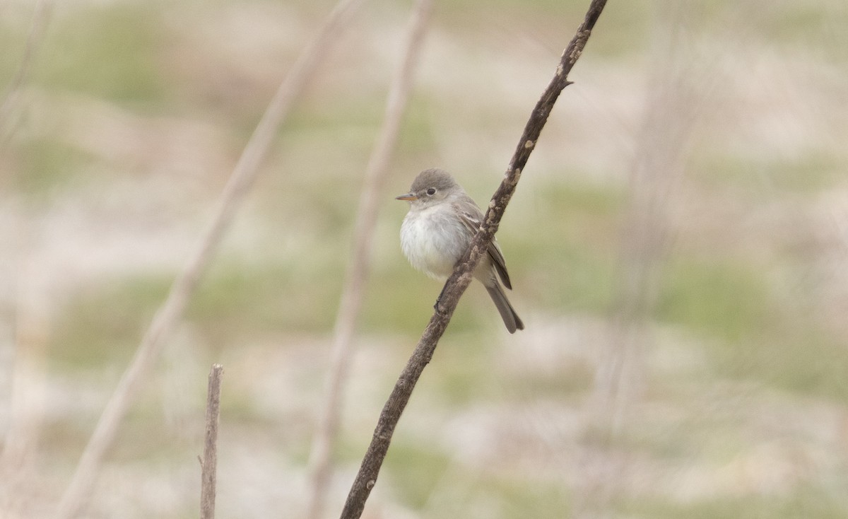 Empidonax sp. - ML635800911