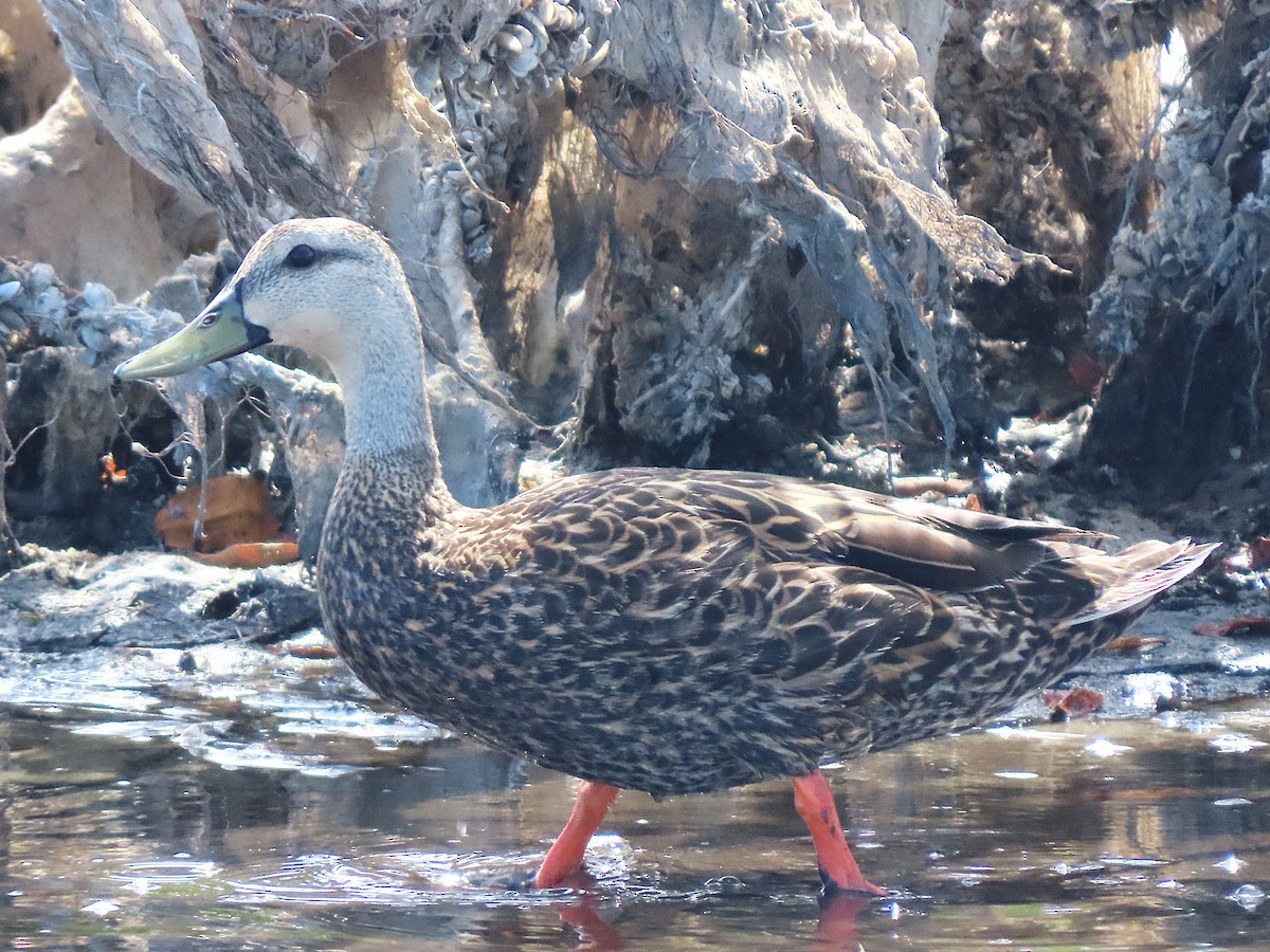 Mottled Duck - ML635800932