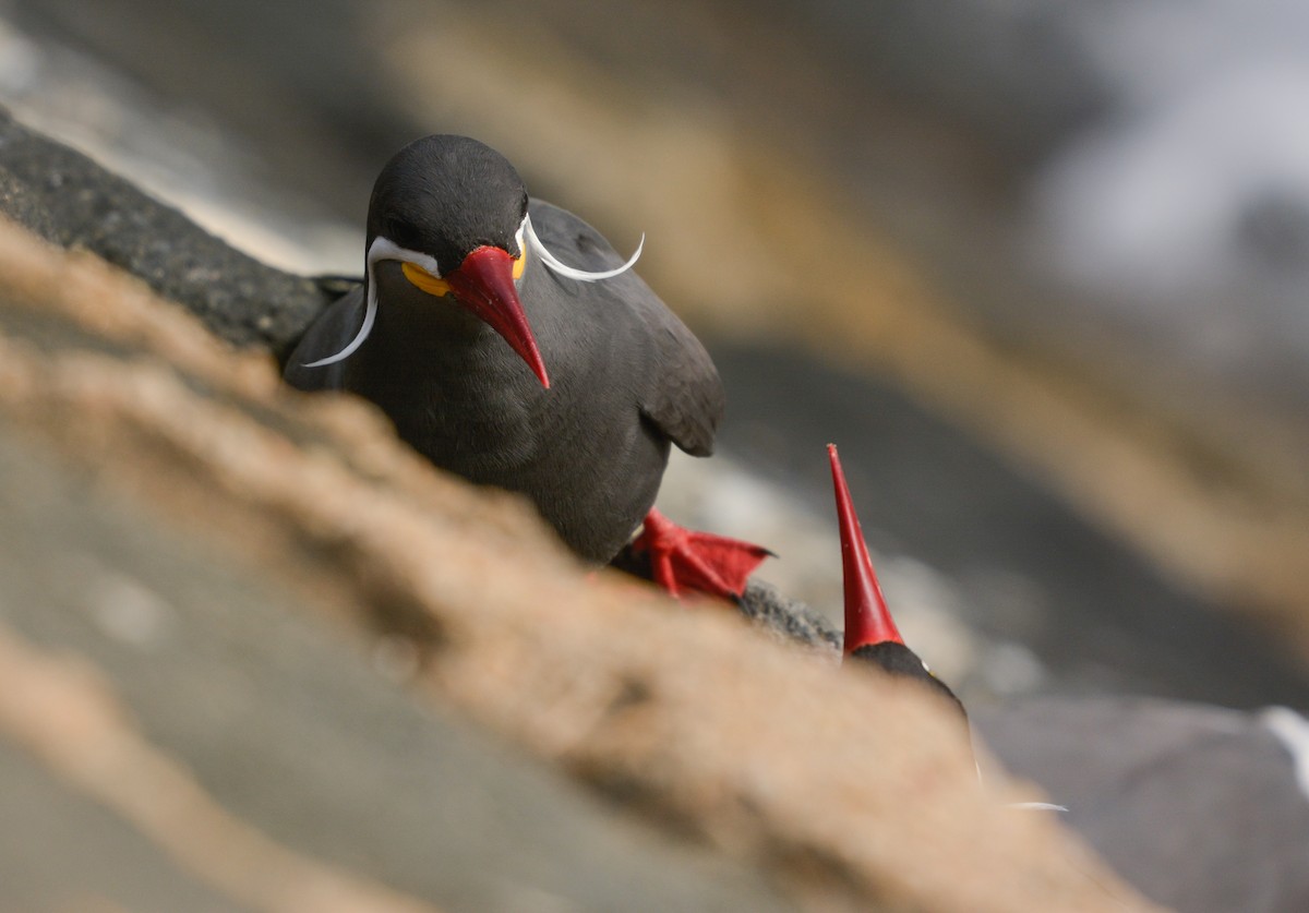 Inca Tern - ML635800940