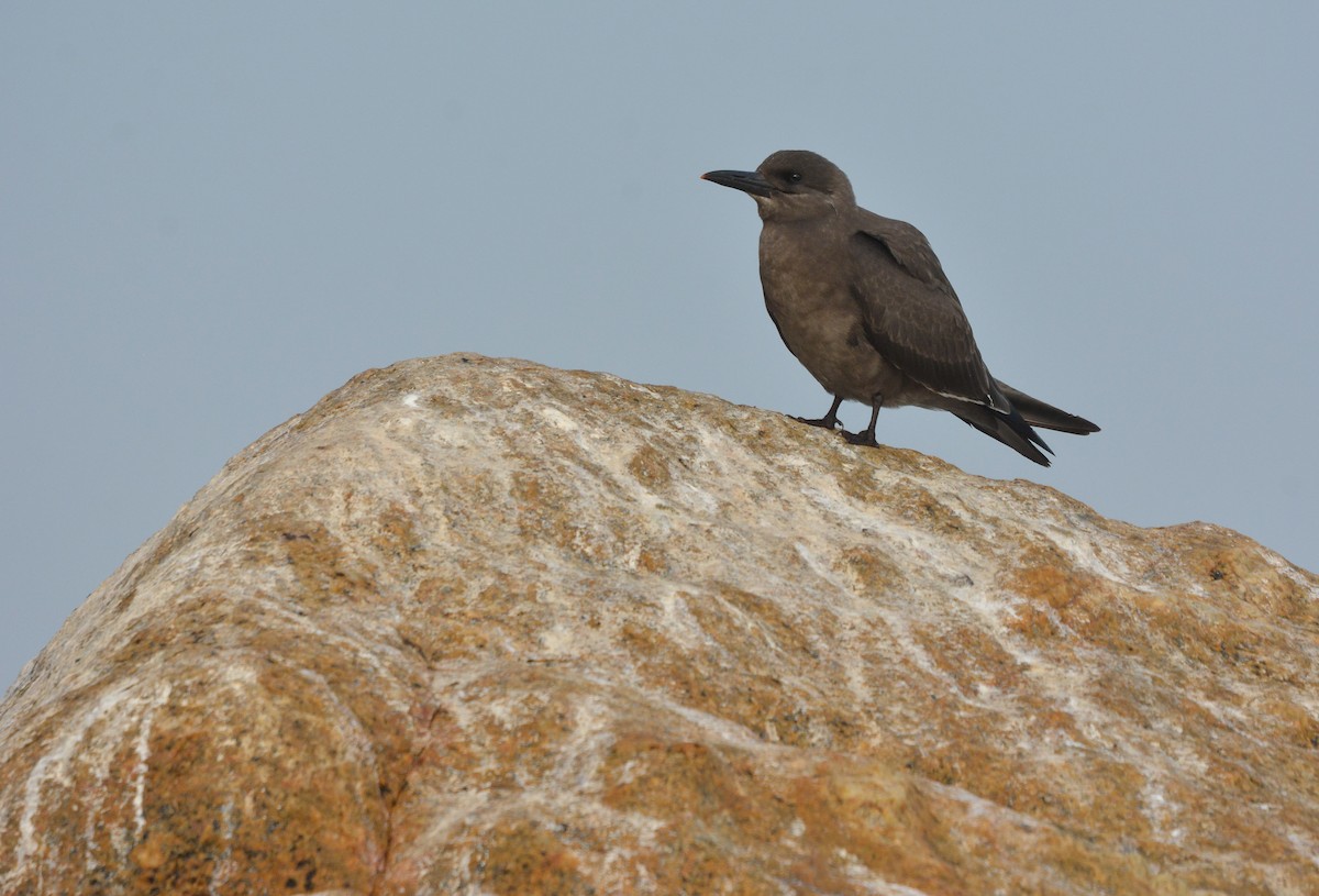 Inca Tern - ML635800941