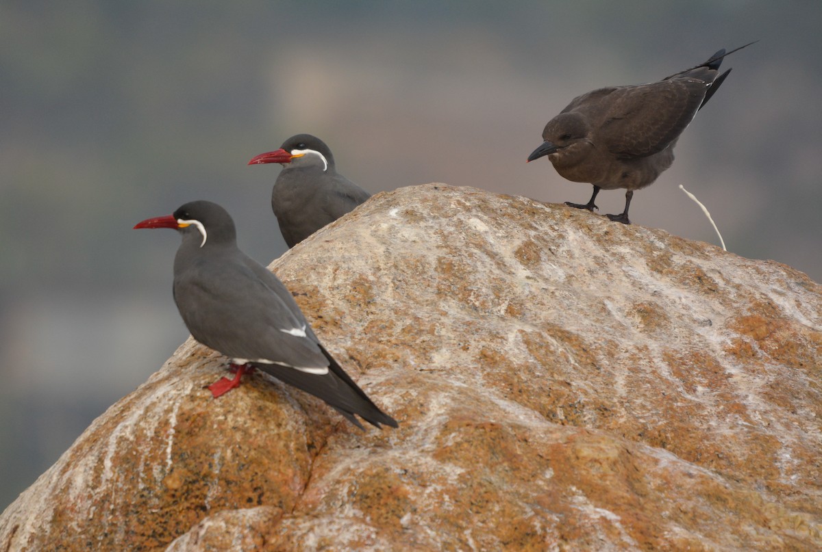Inca Tern - ML635800942