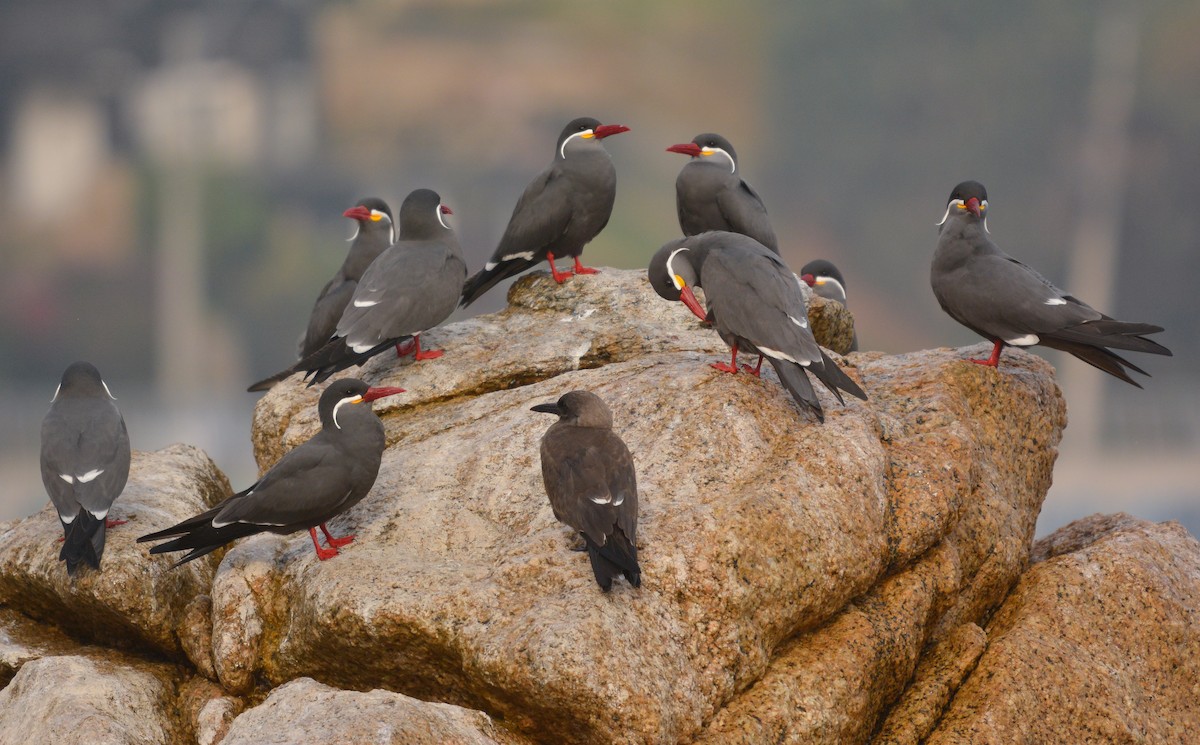 Inca Tern - ML635800944