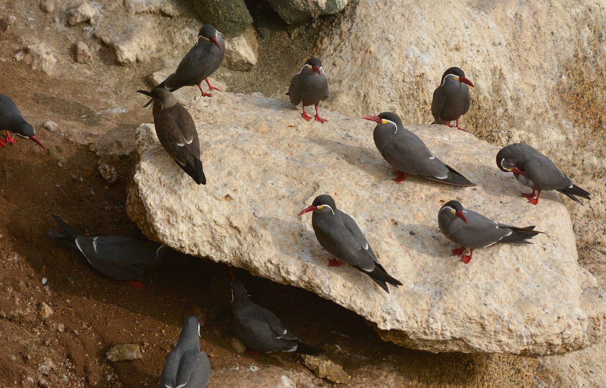 Inca Tern - ML635800945