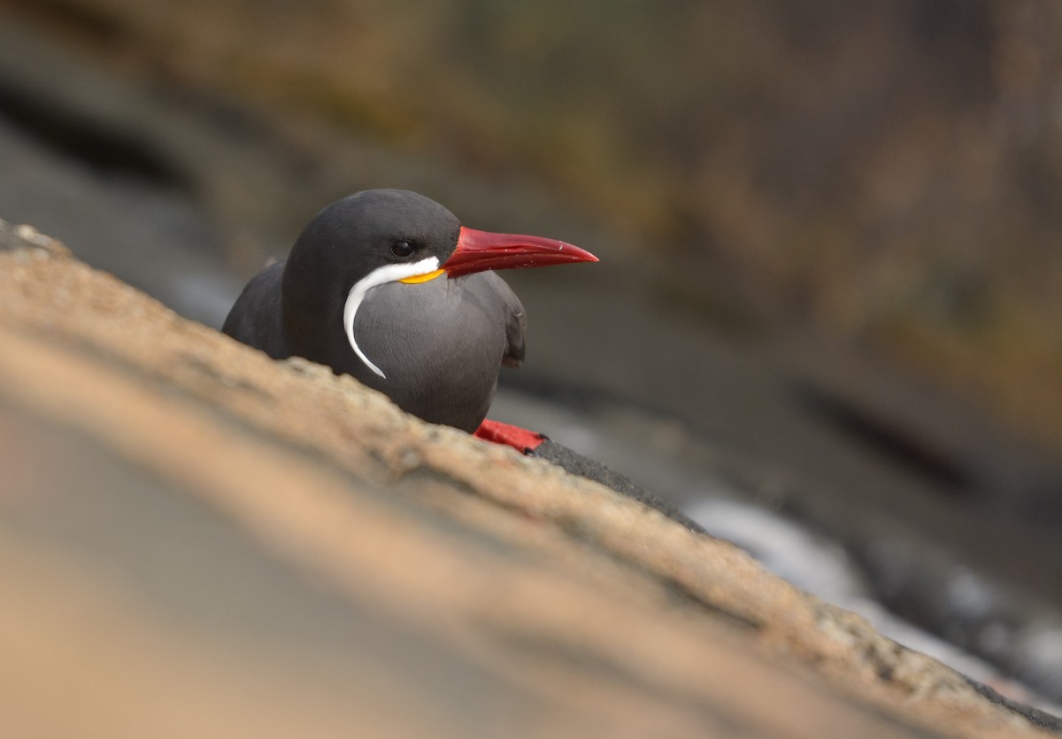 Inca Tern - ML635800947