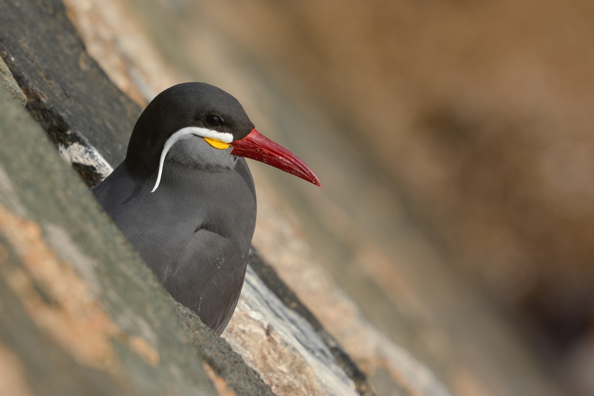 Inca Tern - ML635800948