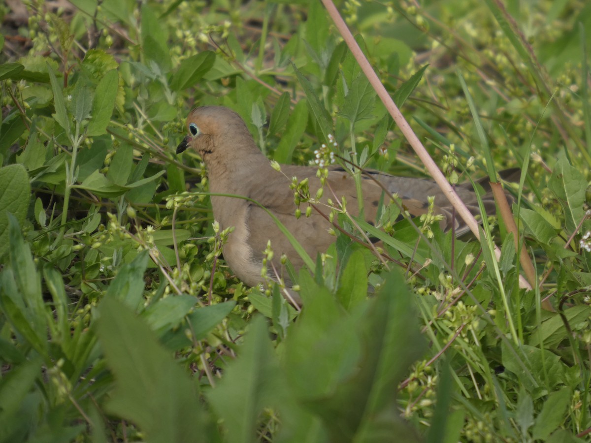 Mourning Dove - ML635800963