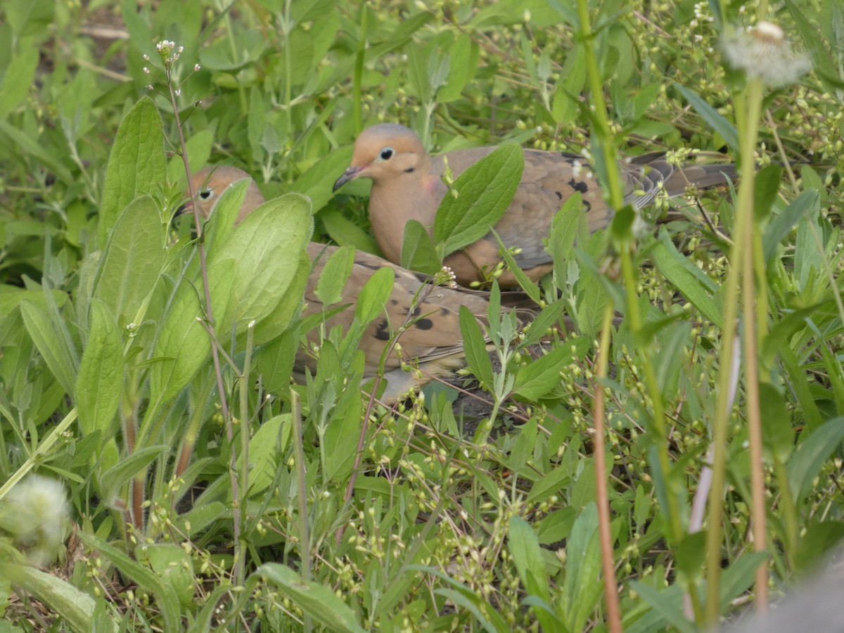 Mourning Dove - ML635800964