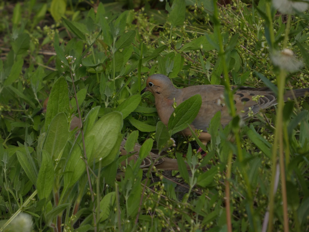 Mourning Dove - ML635800965