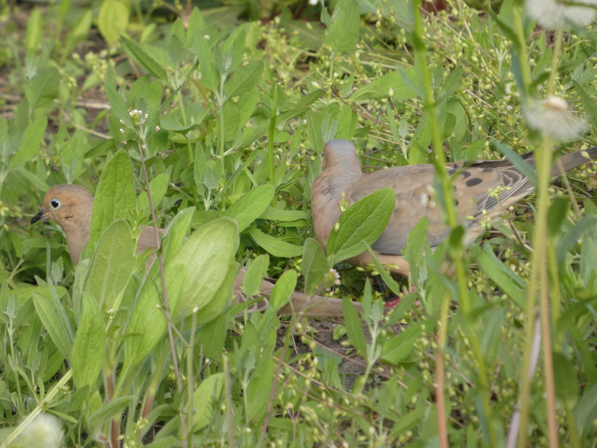 Mourning Dove - ML635800966