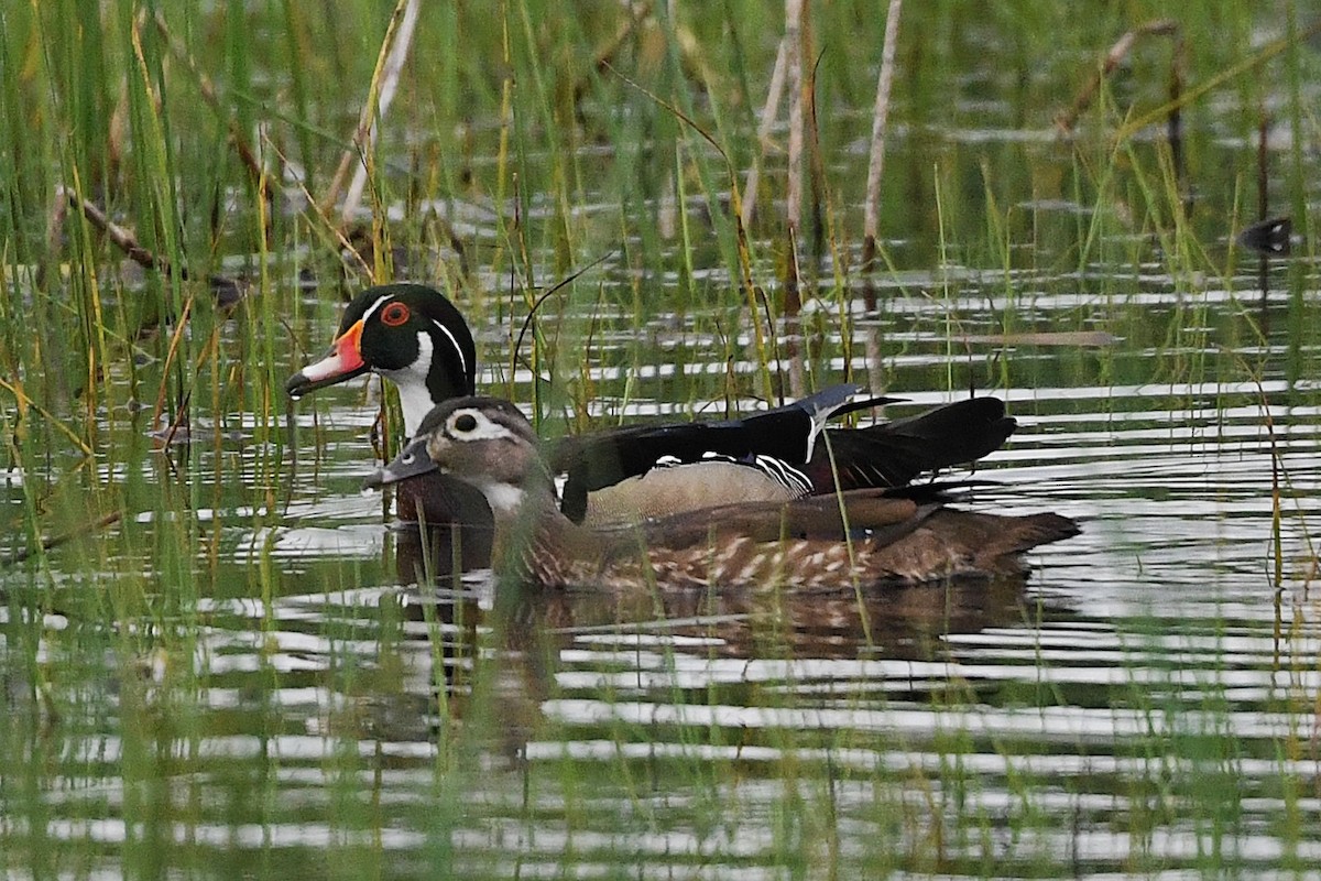 Wood Duck - ML635801048