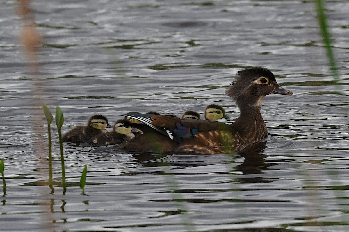 Wood Duck - ML635801049