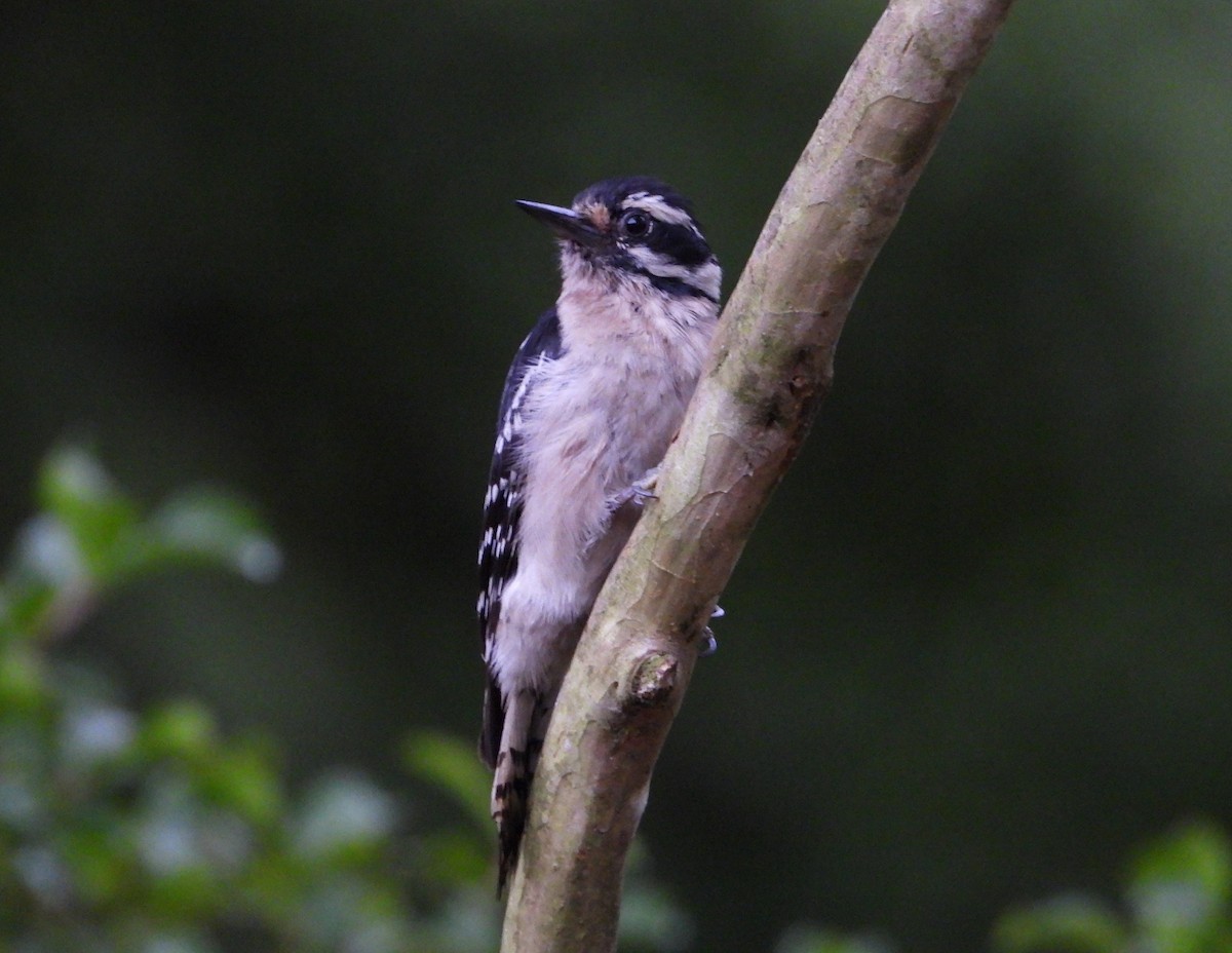 Downy Woodpecker - ML635801060