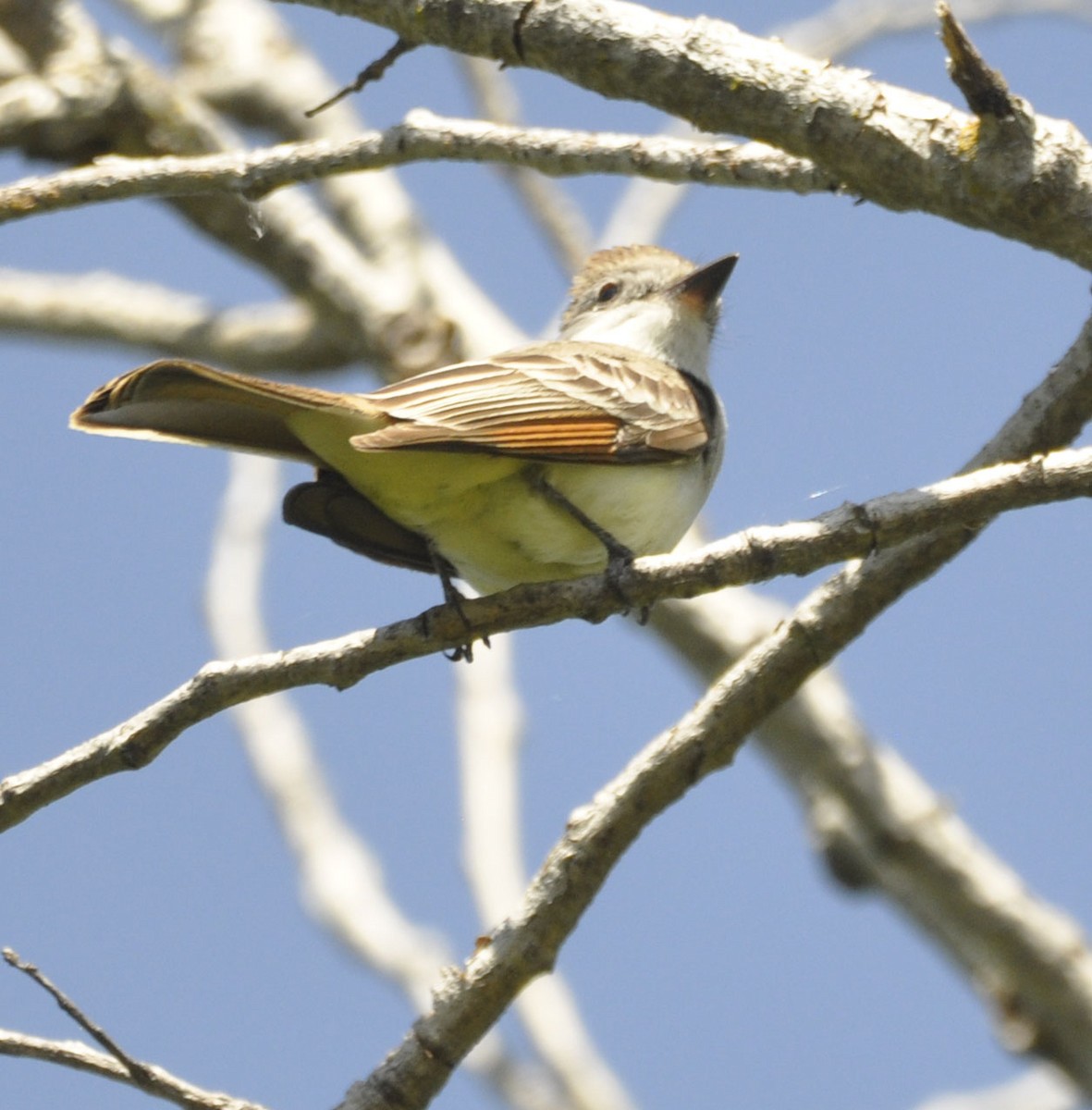 Ash-throated Flycatcher - ML635801081