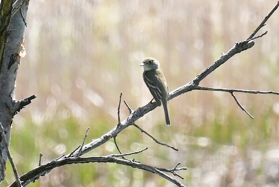 Mosquero Mínimo - ML635801095