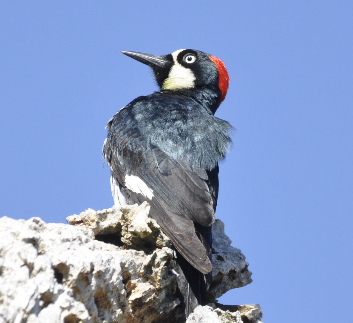 Acorn Woodpecker - ML635801103
