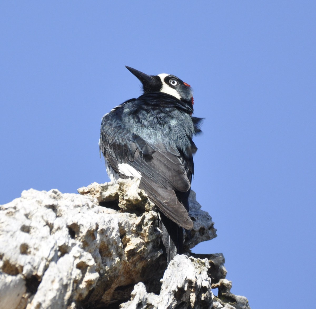 Acorn Woodpecker - ML635801104
