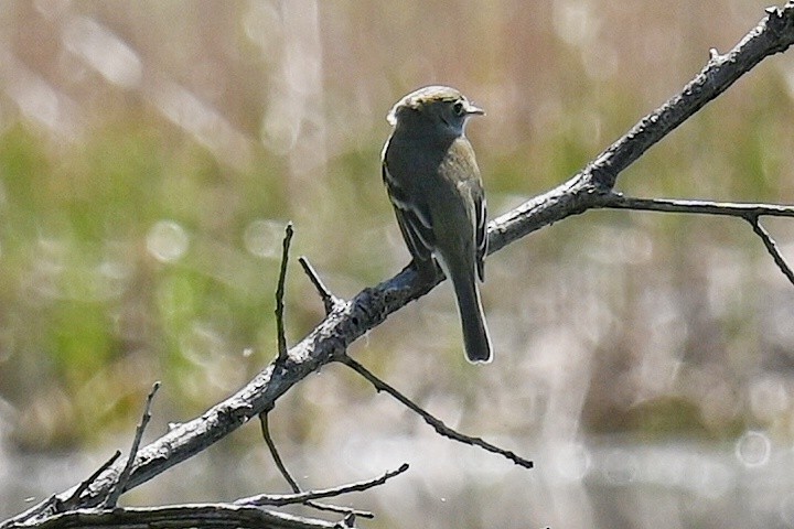 Mosquero Mínimo - ML635801108