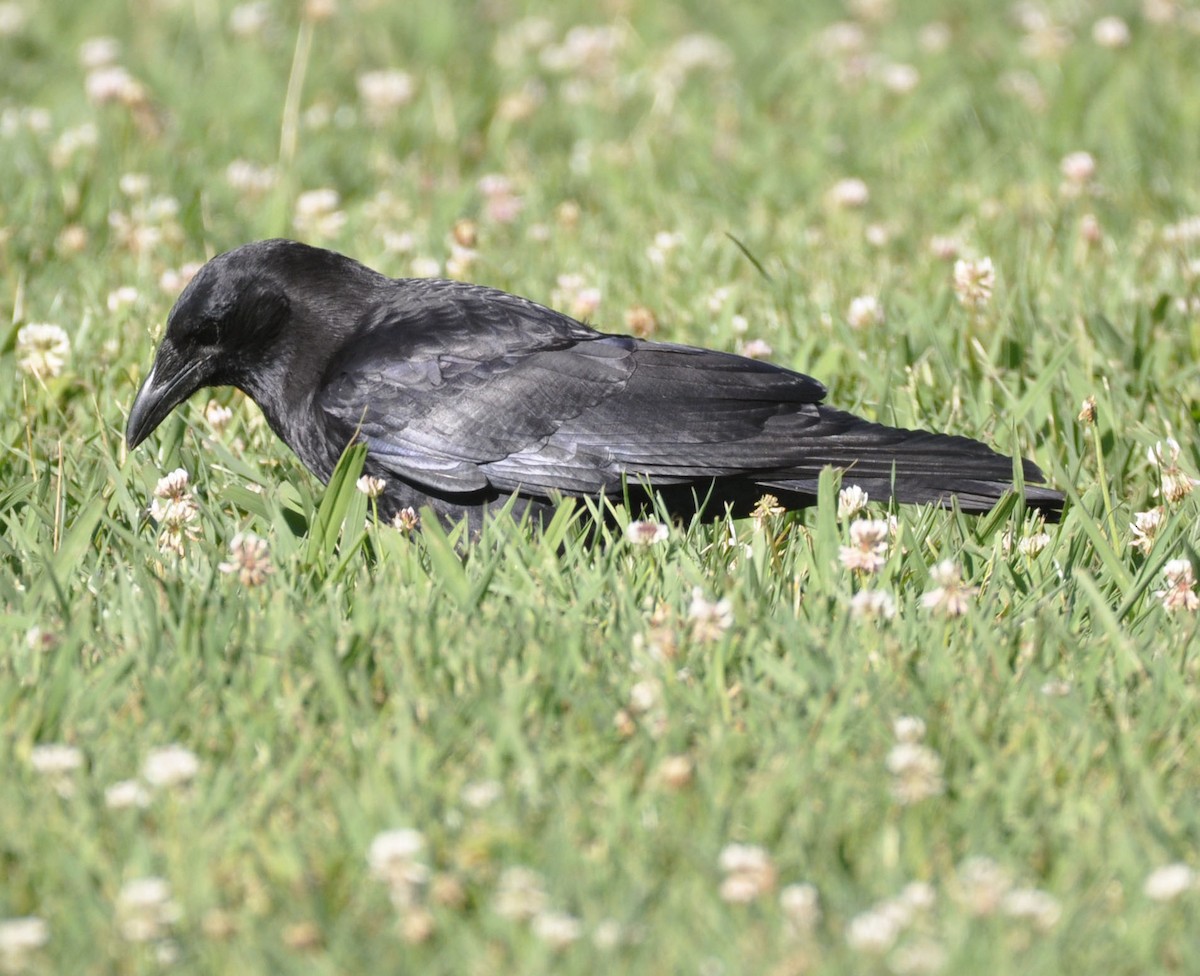 American Crow - ML635801114
