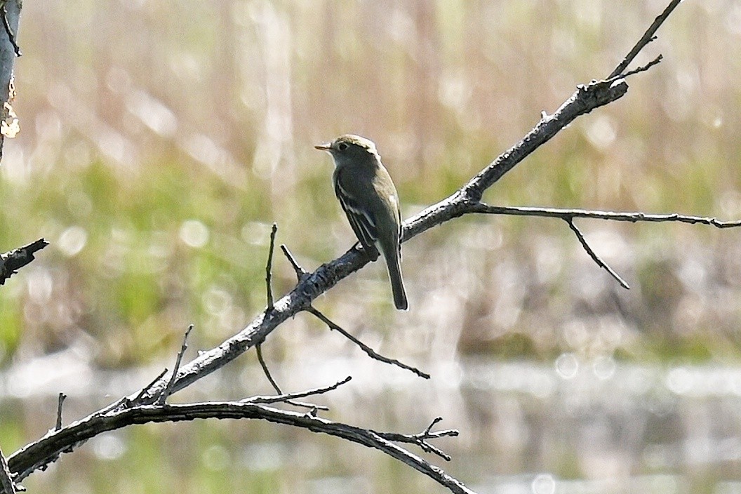 Mosquero Mínimo - ML635801127