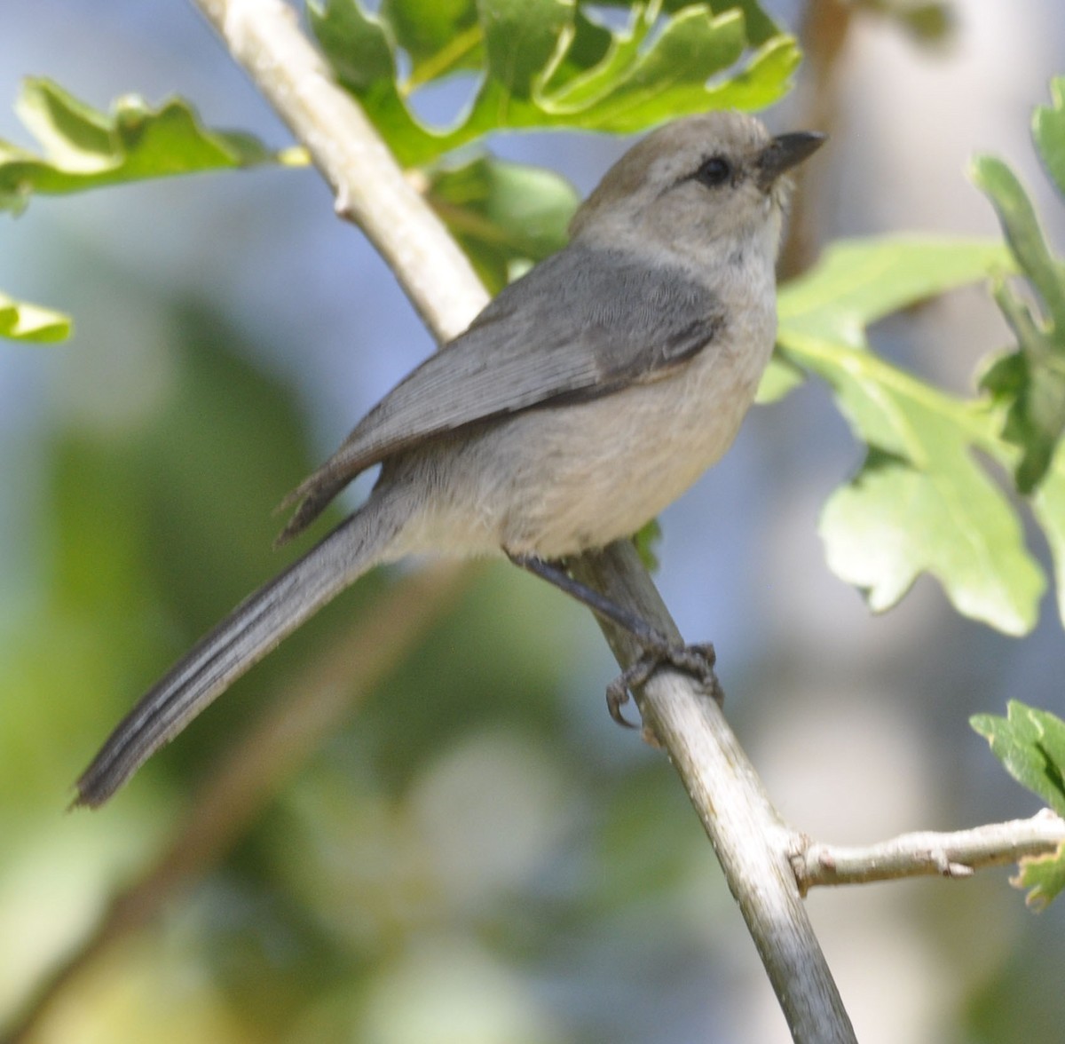 Bushtit - ML635801134