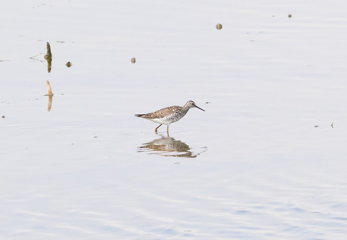 Lesser Yellowlegs - ML635801165