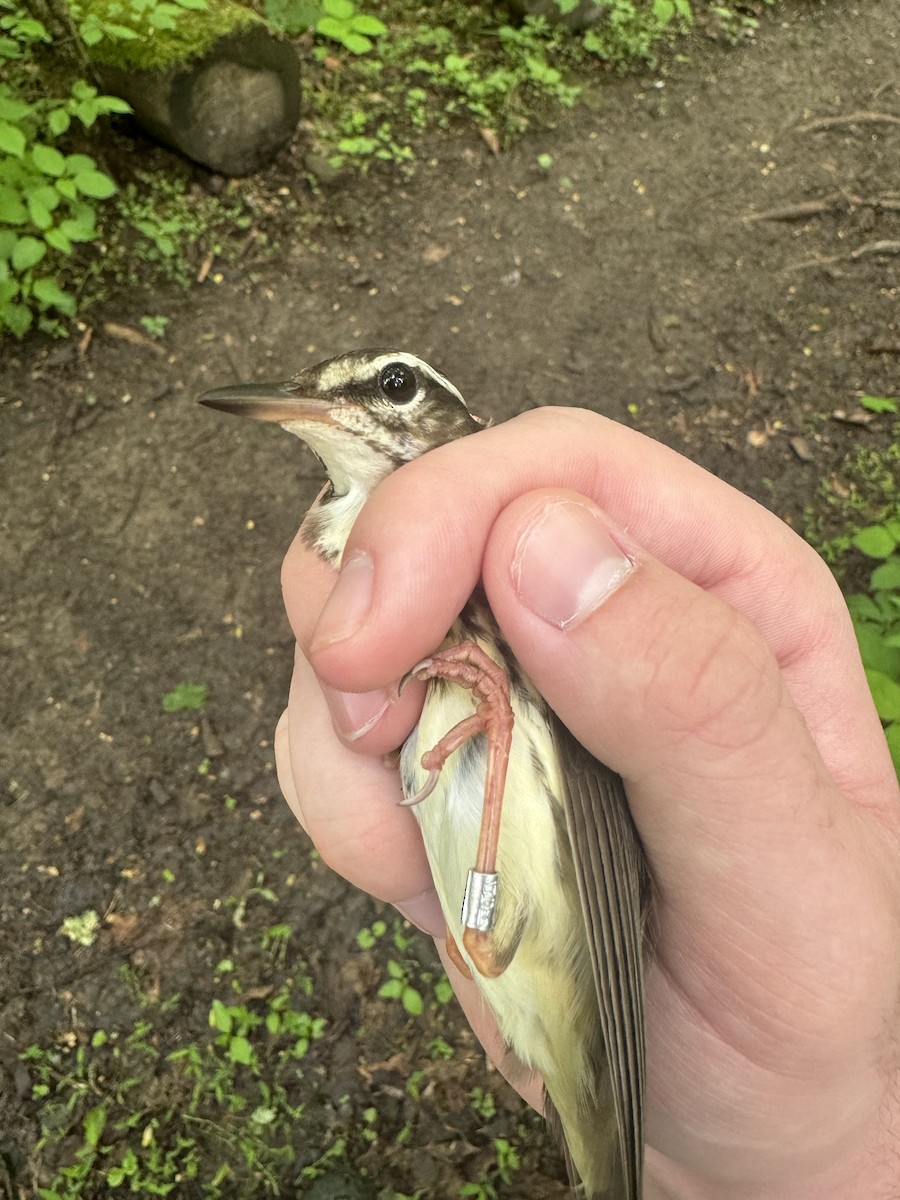 Louisiana Waterthrush - ML635801235