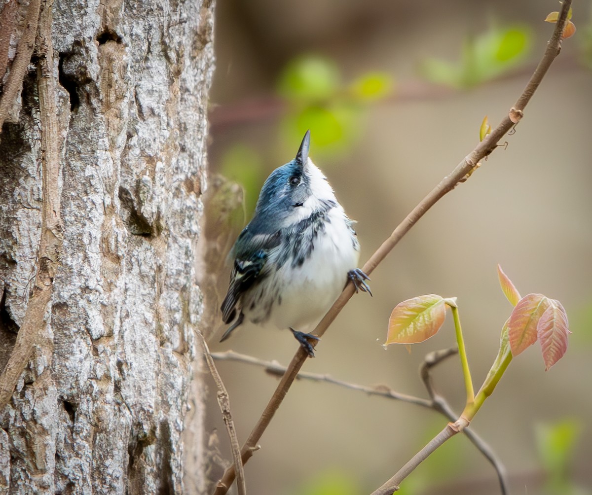 Cerulean Warbler - ML635801279