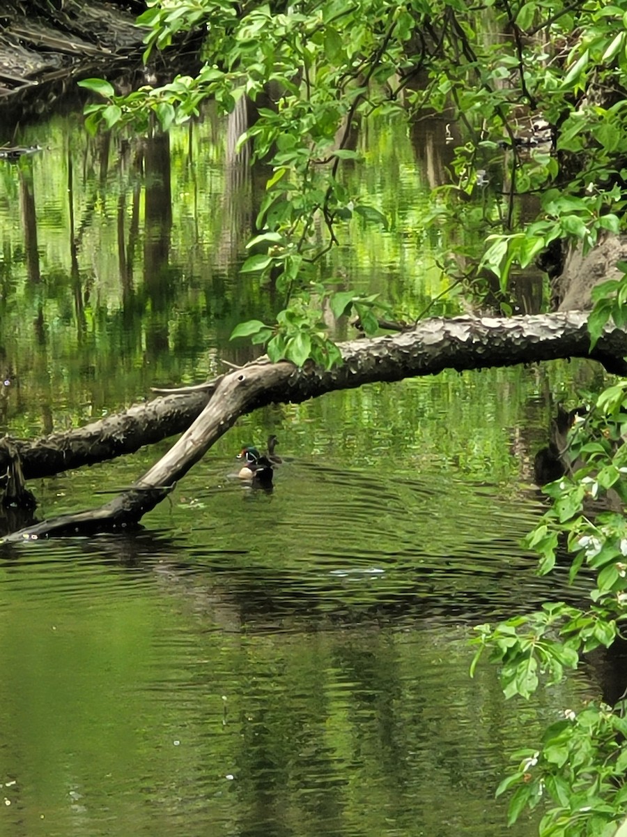 Wood Duck - ML635801306