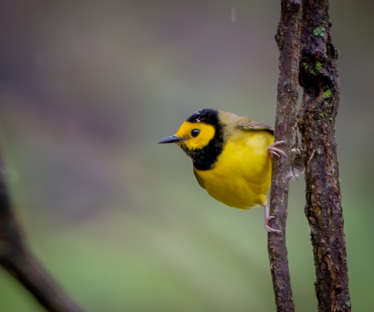 Hooded Warbler - ML635801351