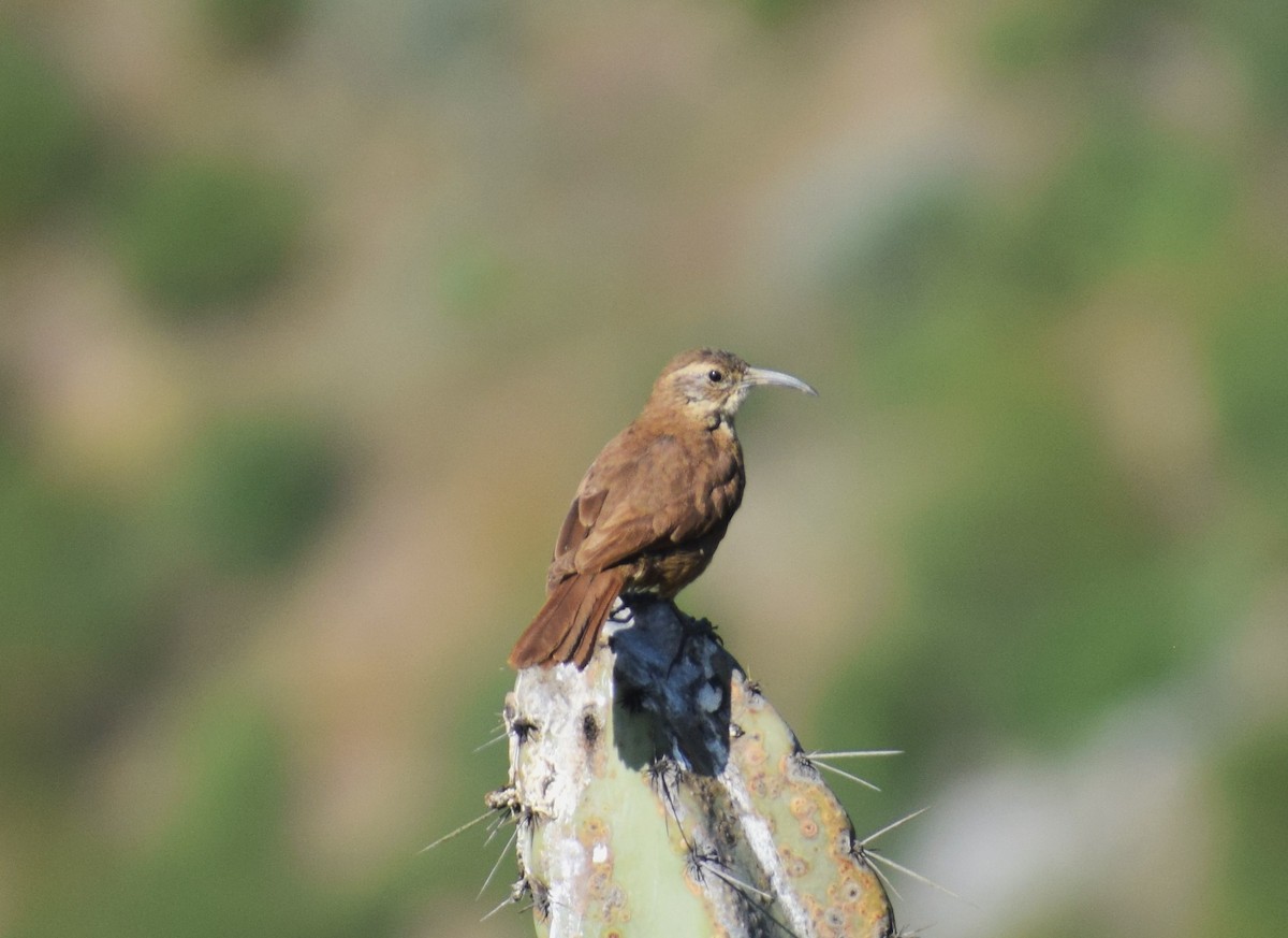 White-throated Earthcreeper - ML635801405