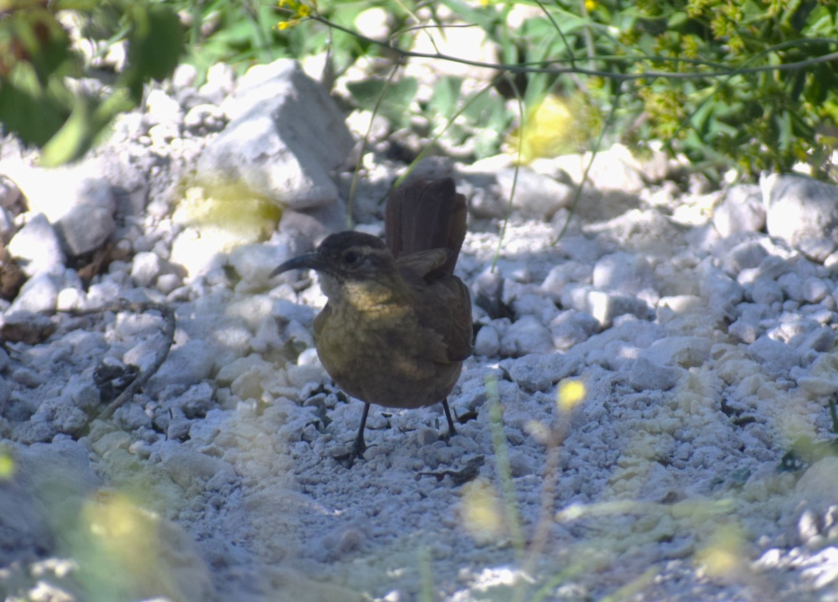 White-throated Earthcreeper - ML635801406
