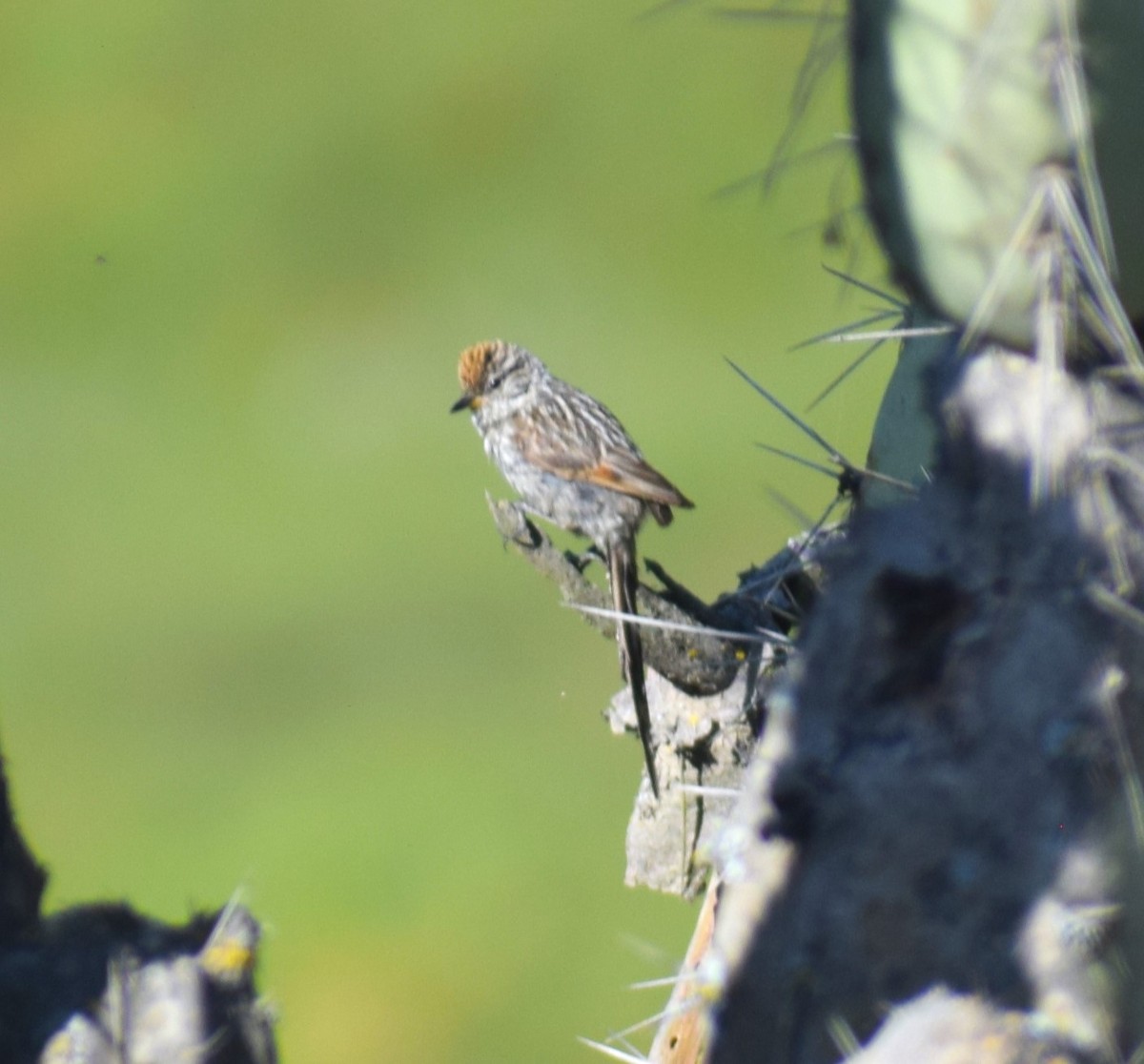 Streaked Tit-Spinetail - ML635801415
