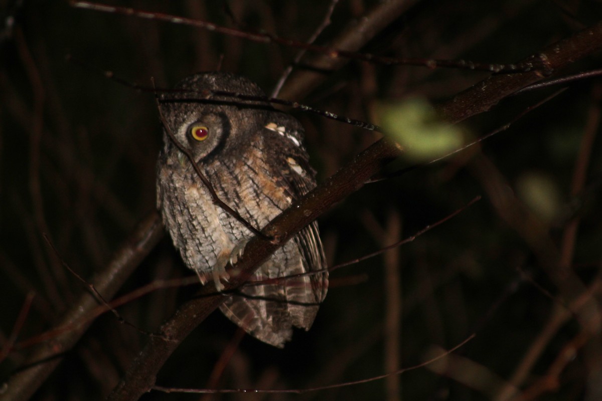 Long-tufted Screech-Owl - ML635801428