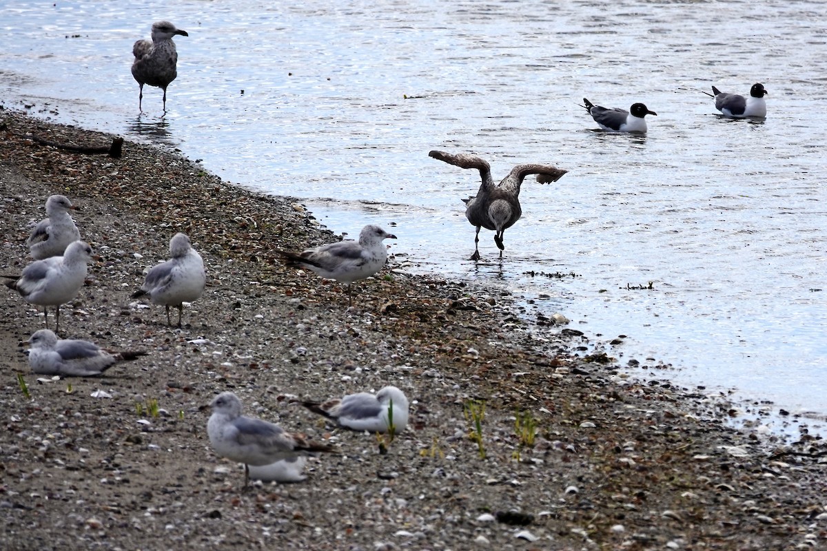 Laughing Gull - ML635801449
