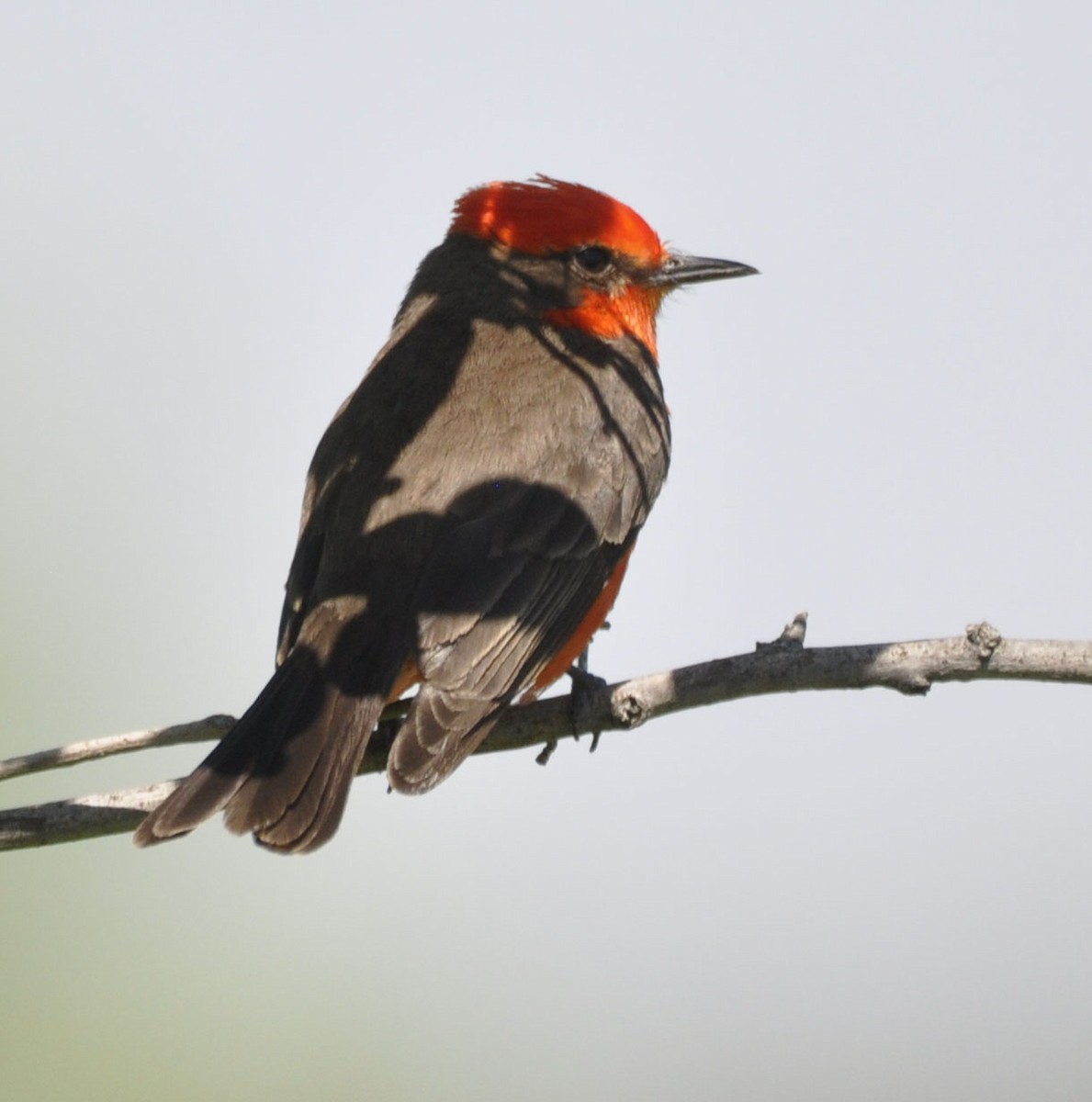 Vermilion Flycatcher - ML635801516