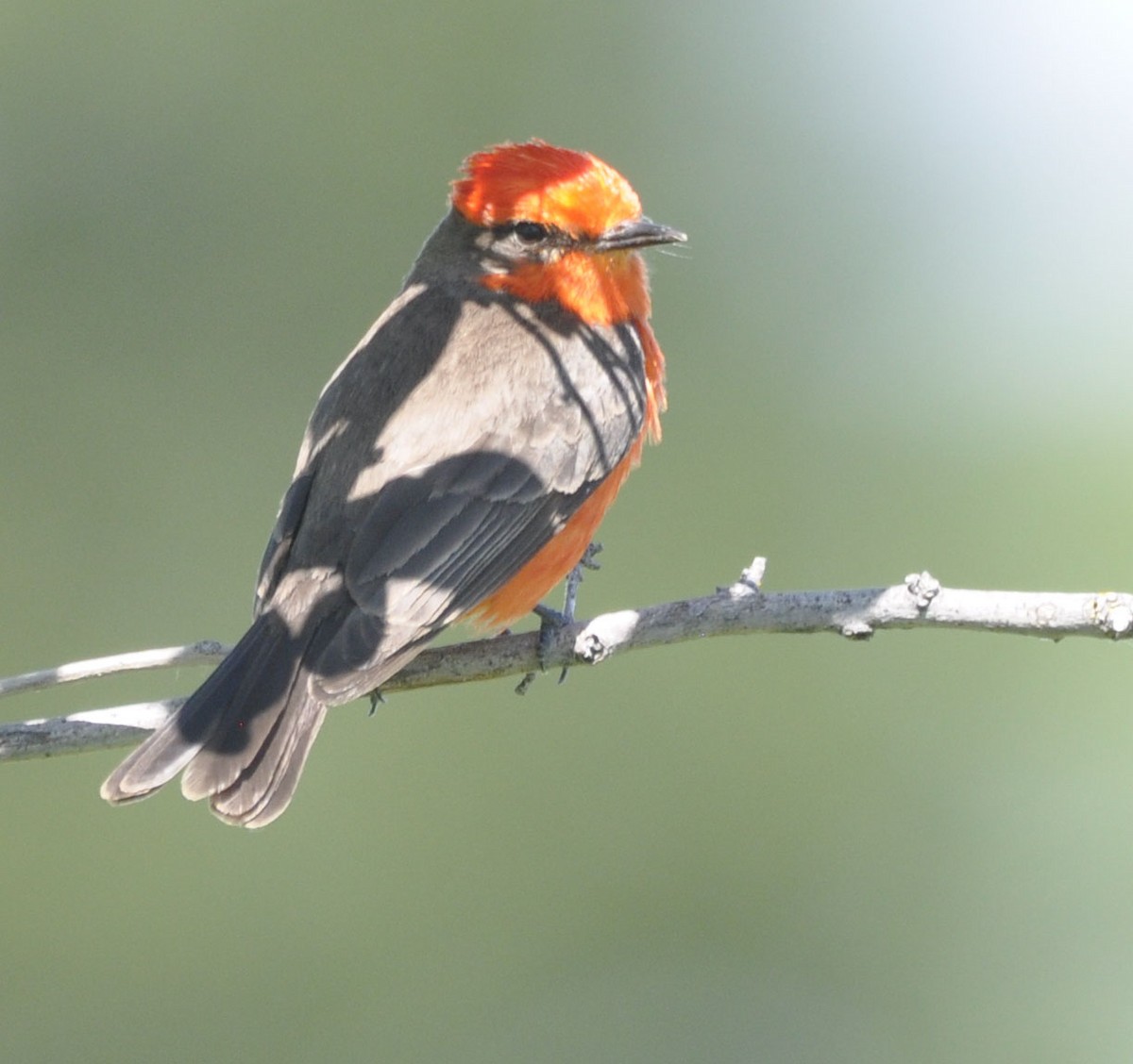 Vermilion Flycatcher - ML635801517