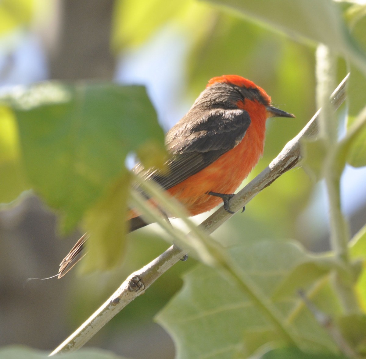 Vermilion Flycatcher - ML635801518