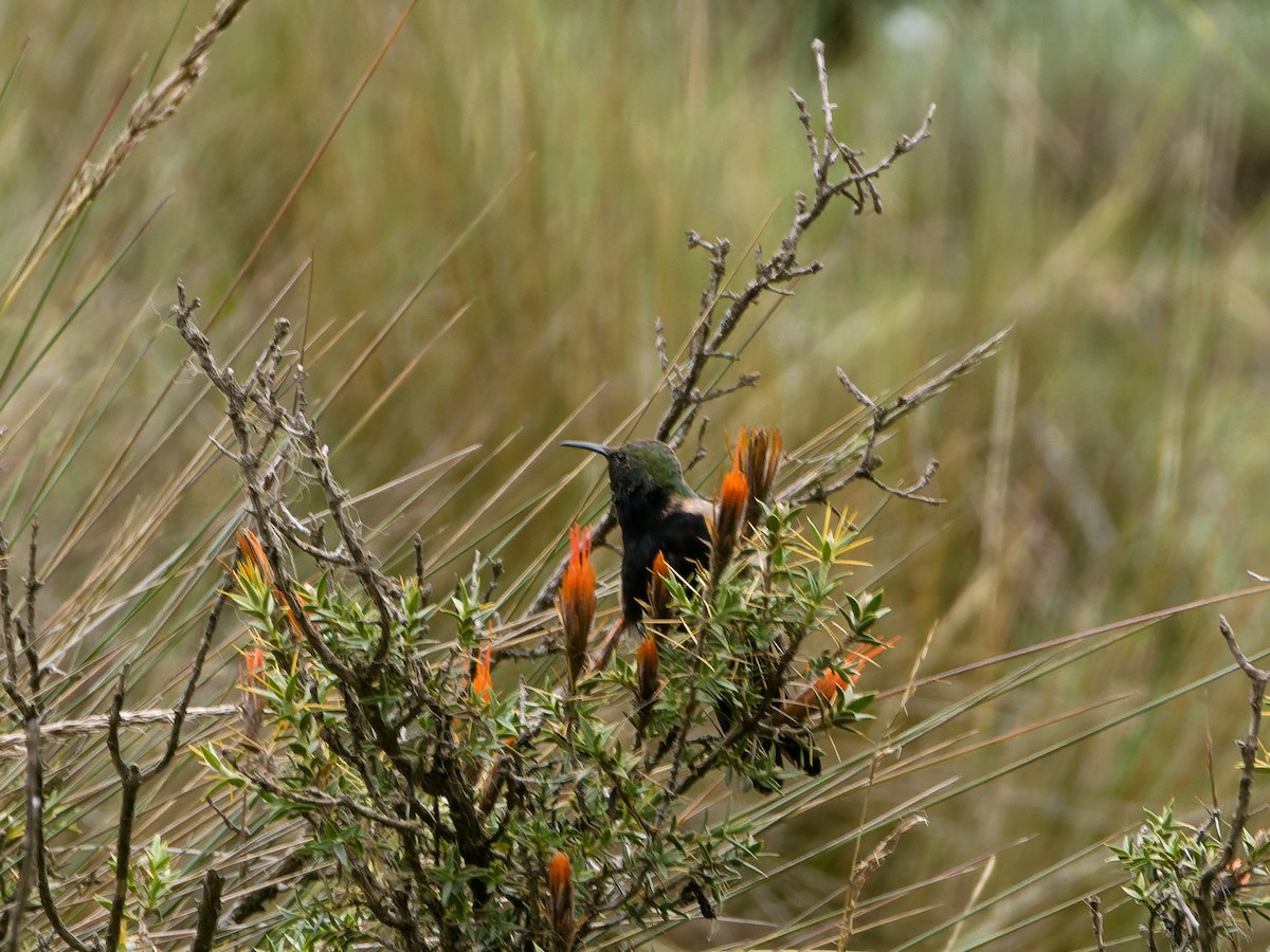 Black-breasted Hillstar - ML635801637