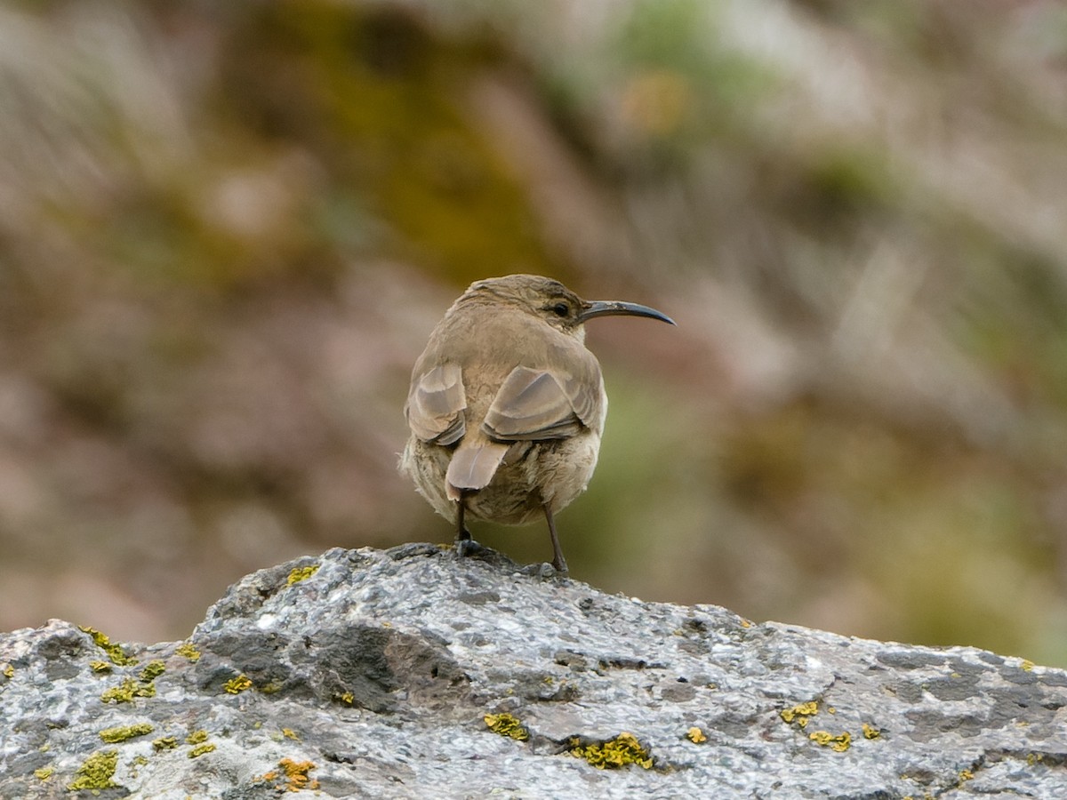 Buff-breasted Earthcreeper - ML635801643