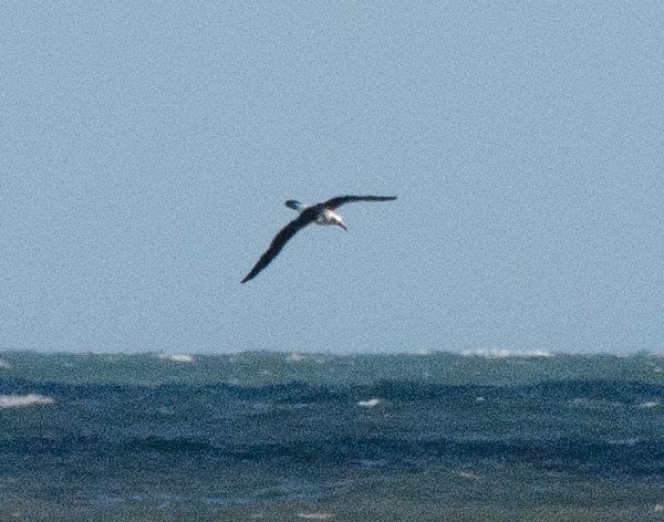 Atlantic Yellow-nosed Albatross - ML635801650