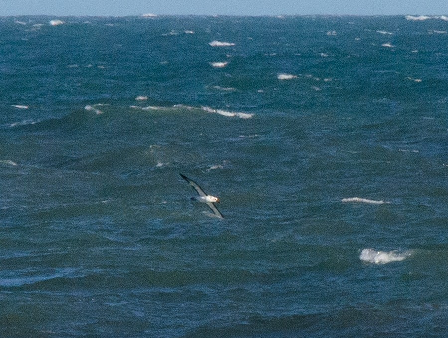 Atlantic Yellow-nosed Albatross - ML635801652