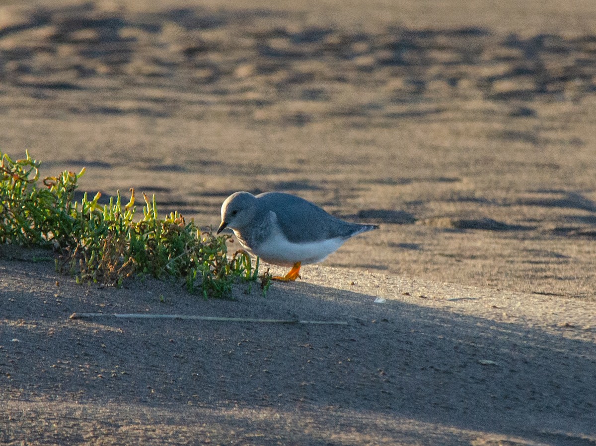 Magellanic Plover - ML635801674