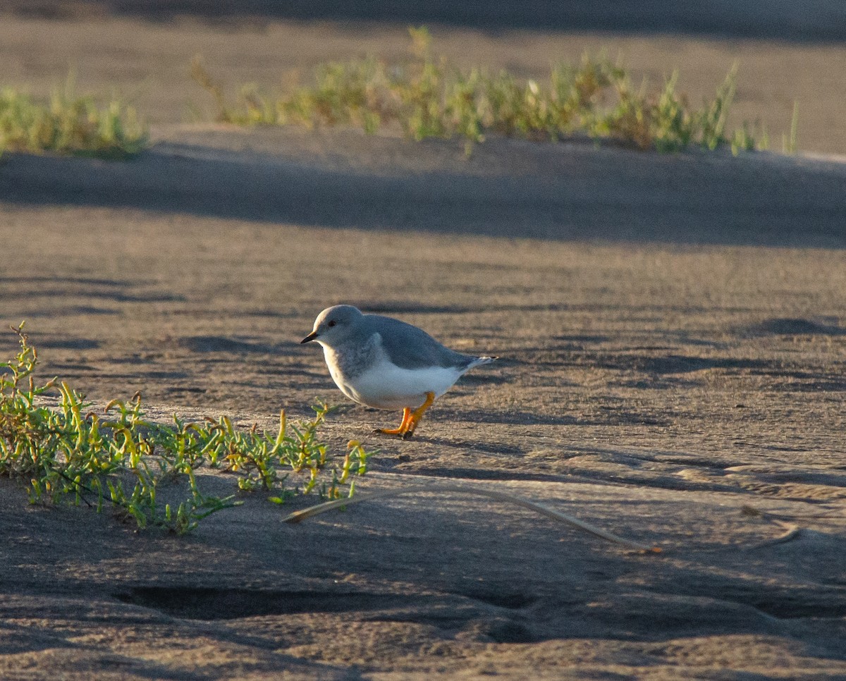 Magellanic Plover - ML635801676